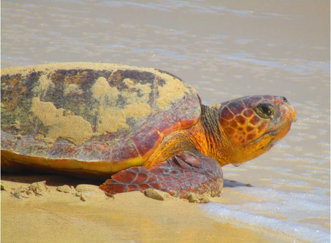Explore, book and travel your Cape Verde Islands holidays